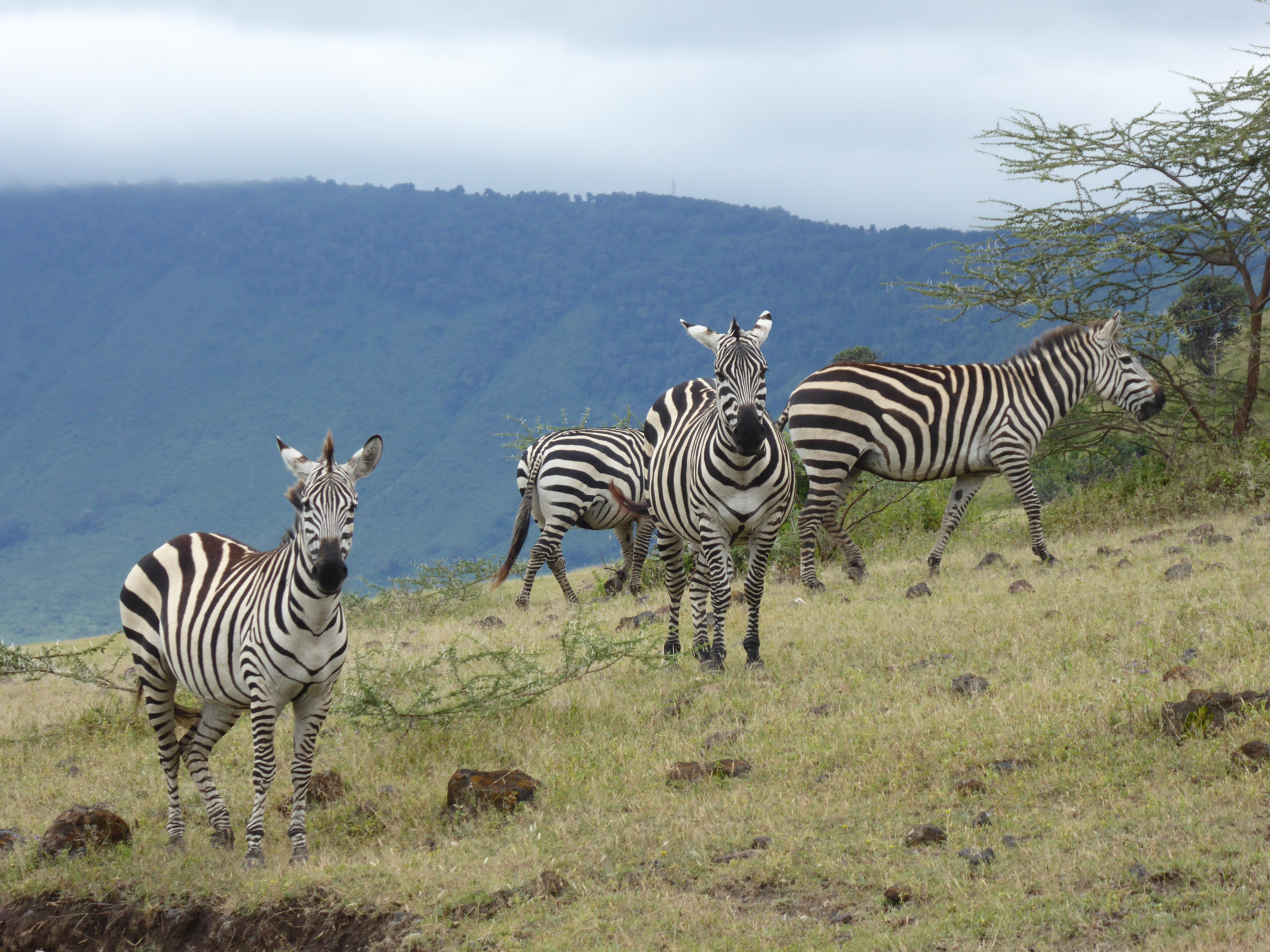 A SAFARI IN KENYA: 16 ANIMALS YOU CAN EXPECT TO SEE